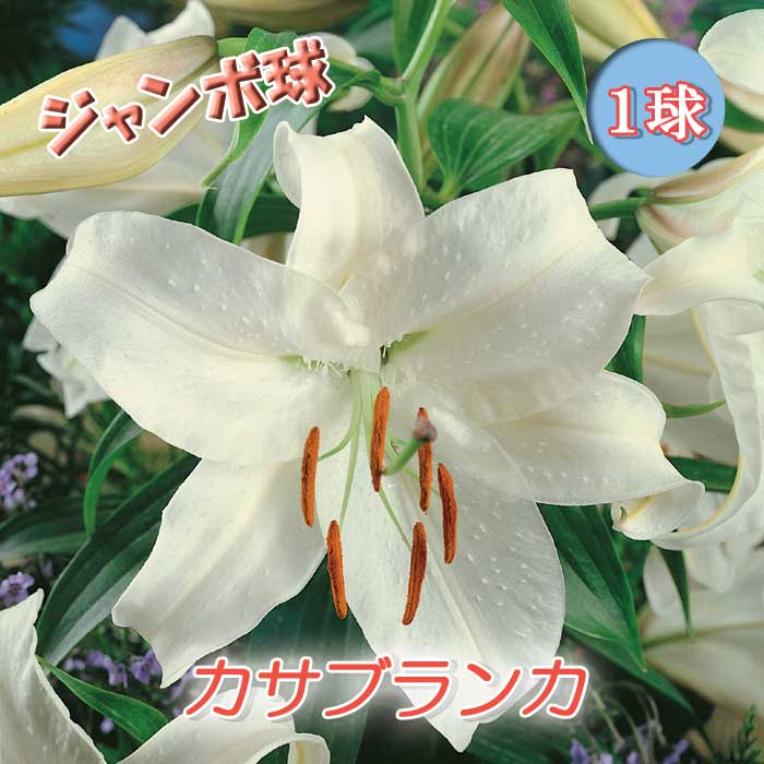 楽天市場】【予約・早割】 ピンク カサブランカ 球根