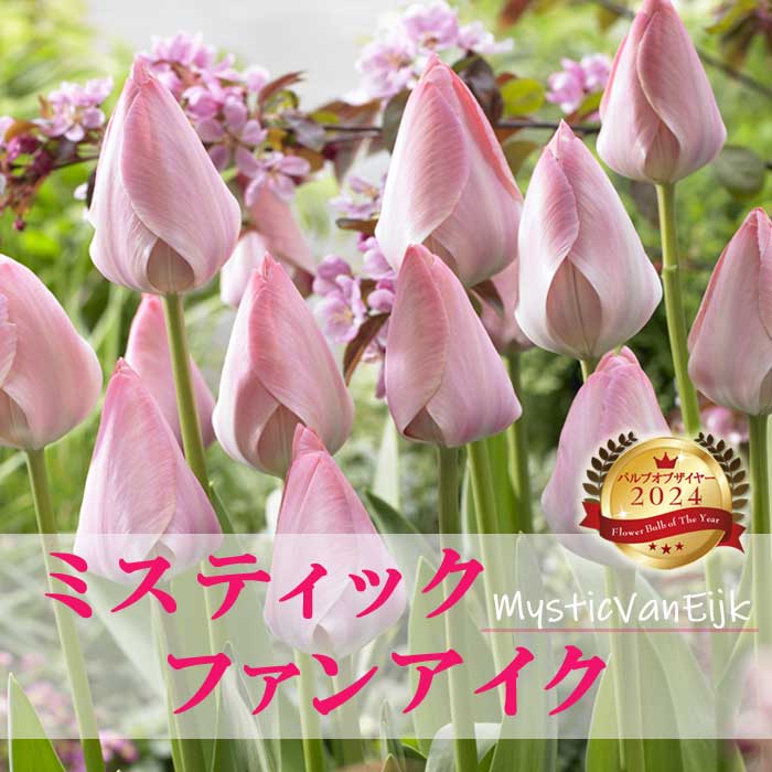 楽天市場】チューリップ 球根 ピンクダイアモンド 4球入 : 新潟県花卉