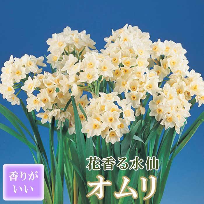 楽天市場】【マラソン期間中限定P10倍】【10月上中旬より発送・早割