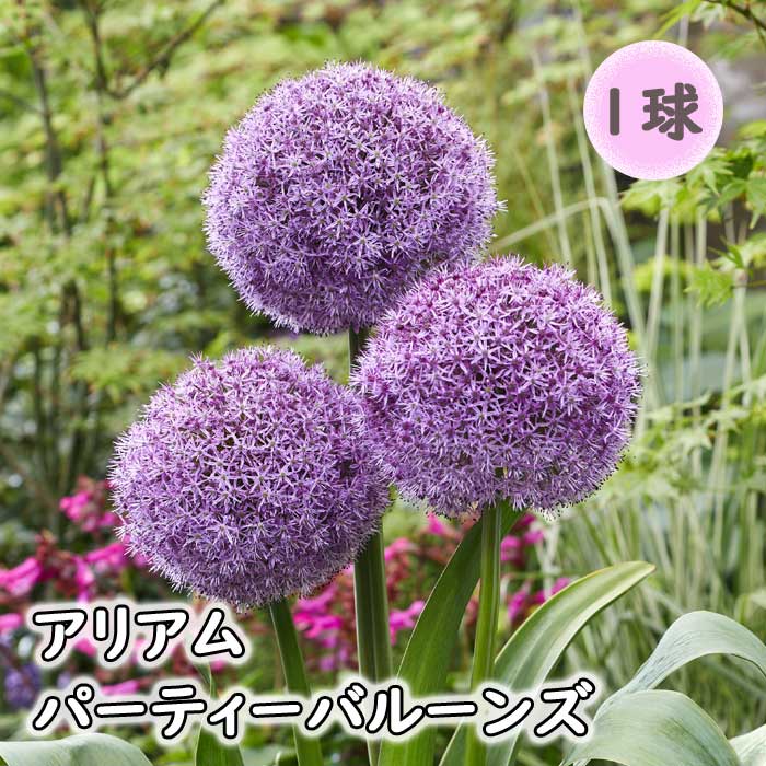 楽天市場】【予約・早割】 アリアム アリウム グローブマスター 球根 1球 ボーダーガーデン 秋植え 花の大和 【10月上旬より順次発送】 :  花の大和 楽天市場店