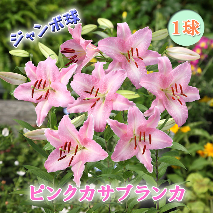 楽天市場】【予約・早割】 カサブランカ 球根 プーケット