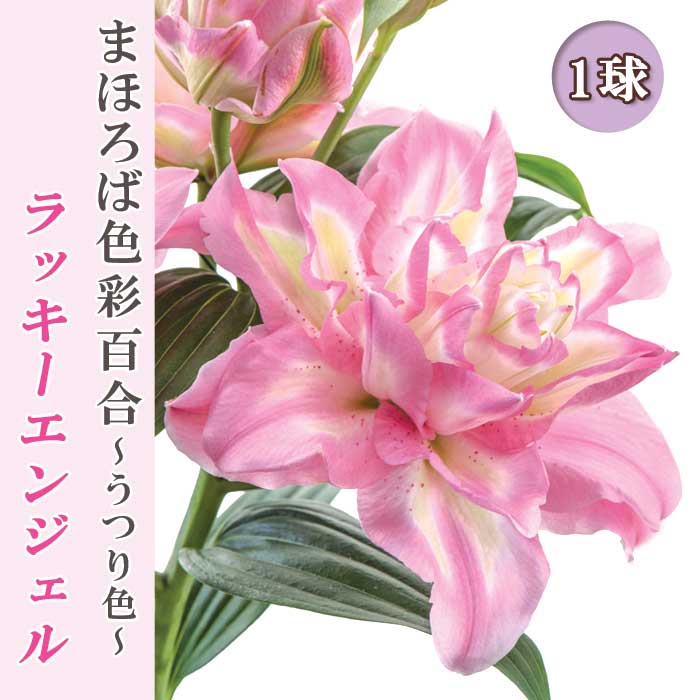 楽天市場】【予約・早割】 ピンク カサブランカ 球根