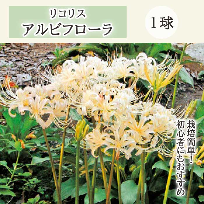 楽天市場】リコリス 球根 混合 4球 お徳用 ヒガンバナ 彼岸花 曼珠沙華 まんじゅしゃげ 夏植え 秋咲き 花の大和 : 花の大和 楽天市場店