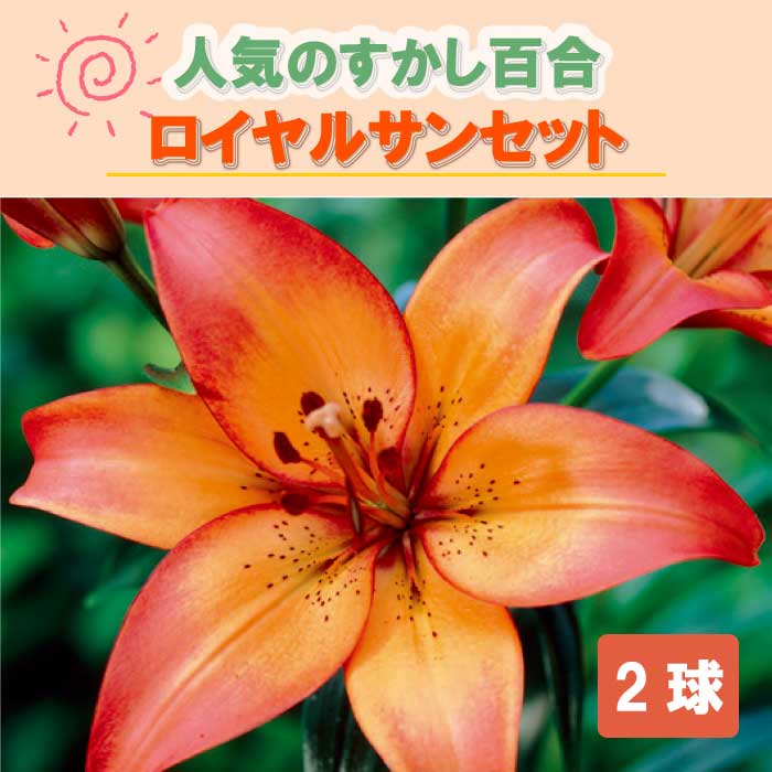 12/16までお値引き オリエンタルリリー　アソート⑦ 楽天市場】スイレン咲き オリエンタルリリー 【 スノーピーク 】 球根