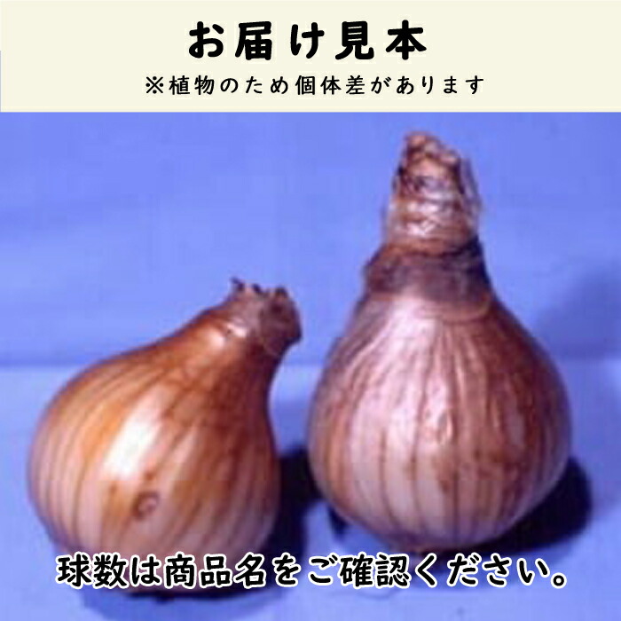 球根 秋植え 水仙 ガーデンジャイアント