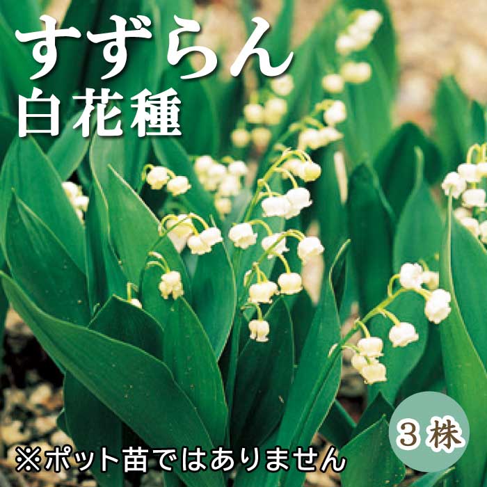 楽天市場】宿根草 スズラン (すずらん/鈴蘭) 3号（直径9cm）ポット苗