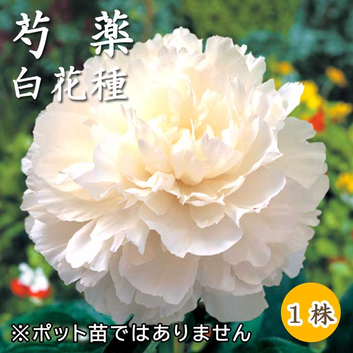 楽天市場】芍薬 苗 ラテンドール 12cmポット 白色 ラテンドレス