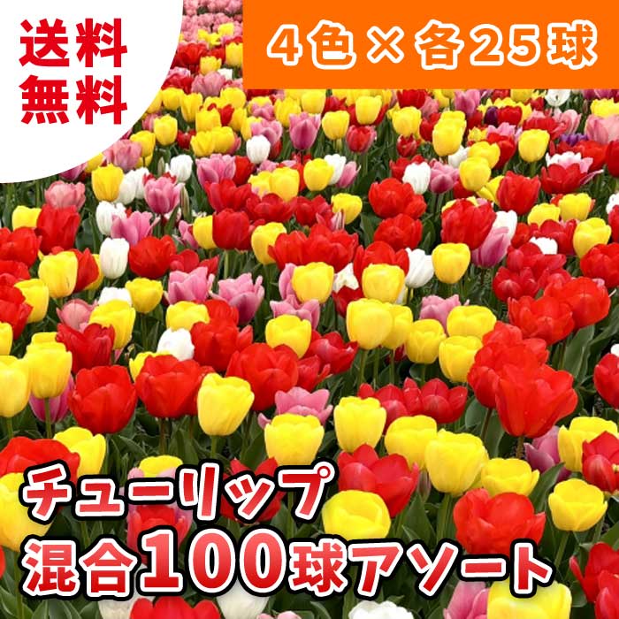 楽天市場】チューリップ三昧50球！おまかせチューリップ5種以上まぜ