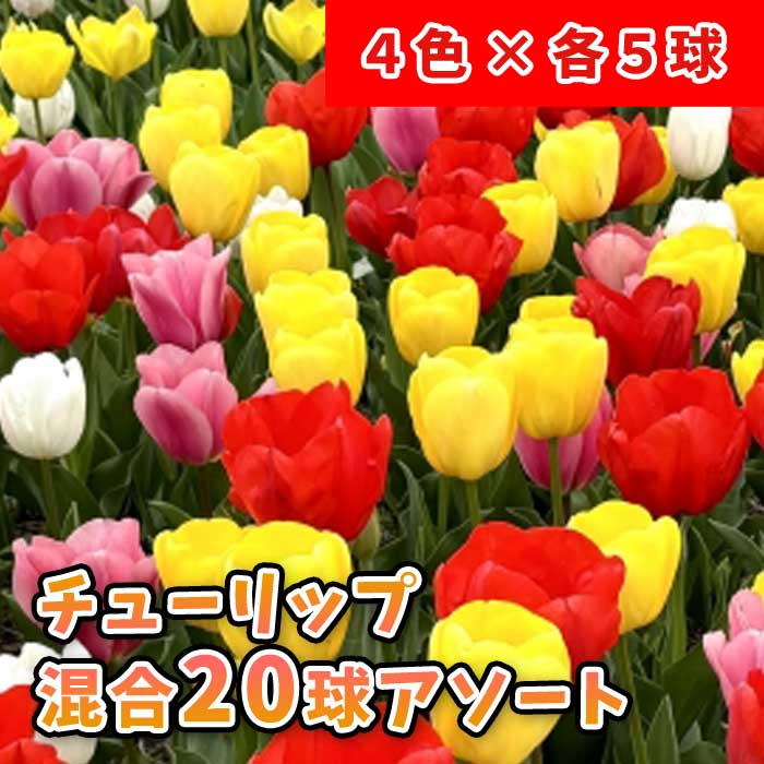 楽天市場】チューリップ三昧50球！おまかせチューリップ5種以上まぜ