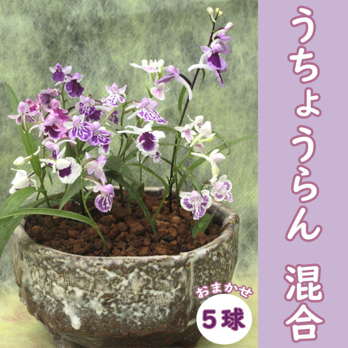 【楽天市場】球根 うちょうらん 混合5球 ウチョウラン 羽蝶蘭 花 山野草 鉢植え 蘭 ラン 可憐 野生らん:花の大和 楽天市場店