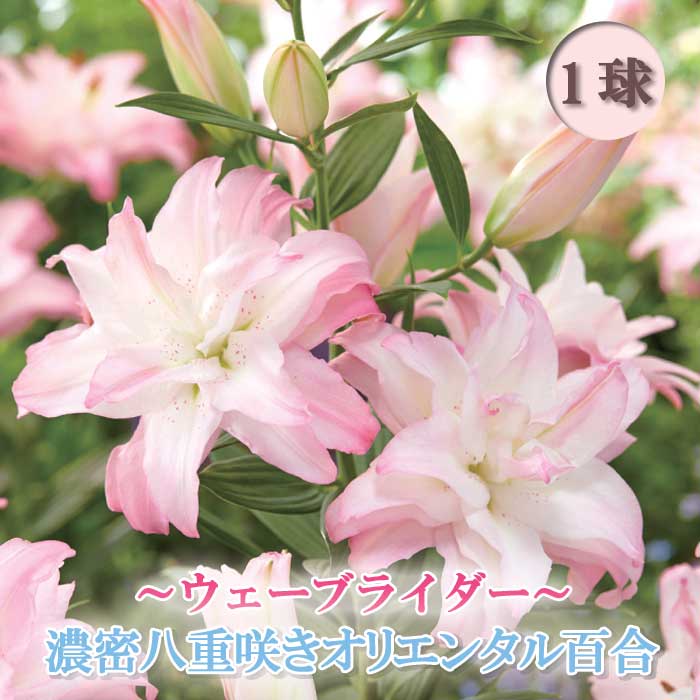 楽天市場】八重咲き オリエンタルリリー 混合 球根 3球 【 お徳用
