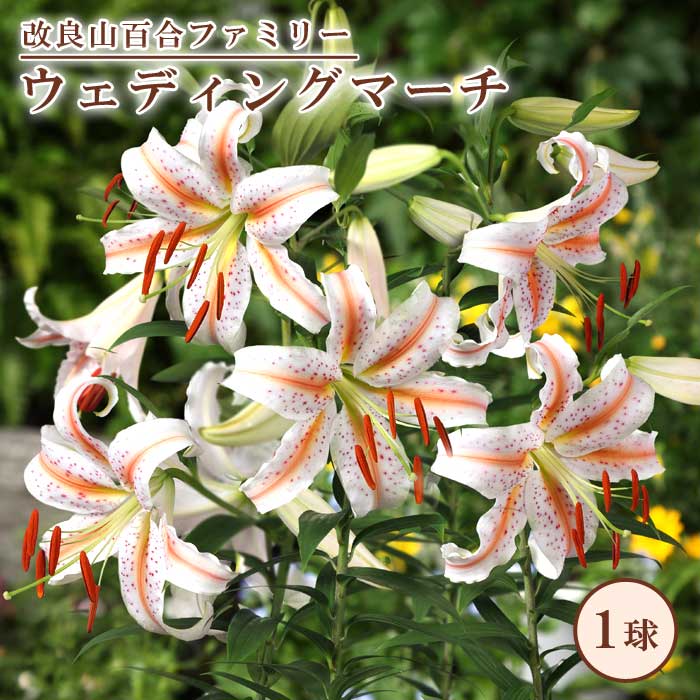 楽天市場】鉄砲百合 【 ホワイトトライアンファーター 】 球根 2球