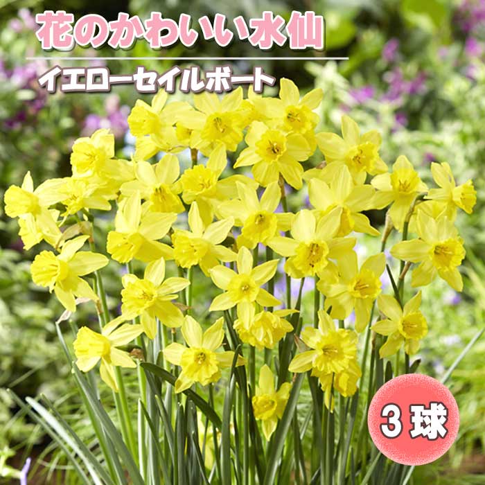 楽天市場】水仙 【八重咲き 黄花品種】 球根 （2球入） （植え付け時期