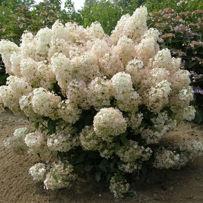 予約商品 早割価格 花木 植木 １０月中旬より順次発送 苗木 紫陽花 落葉樹 品種 庭木