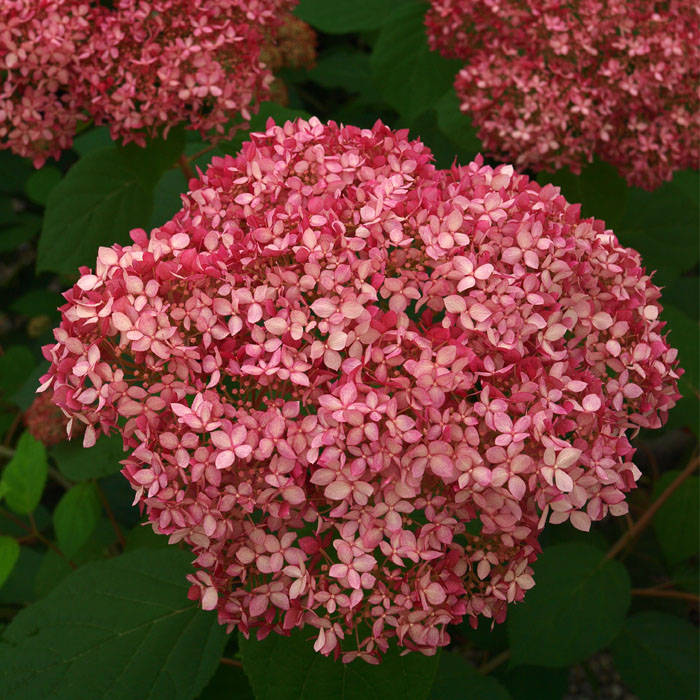 予約商品 早割価格 苗木 落葉樹 植木 １０月中旬より順次発送 花木 庭木 紫陽花 品種