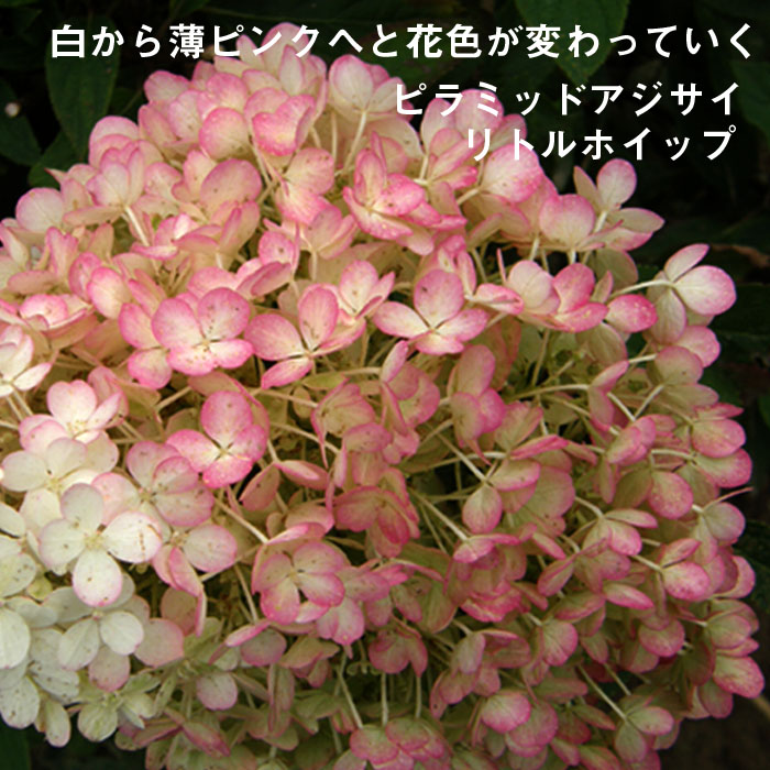 予約商品 早割価格 落葉樹 １０月中旬より順次発送 花木 紫陽花 植木 庭木 苗木 品種