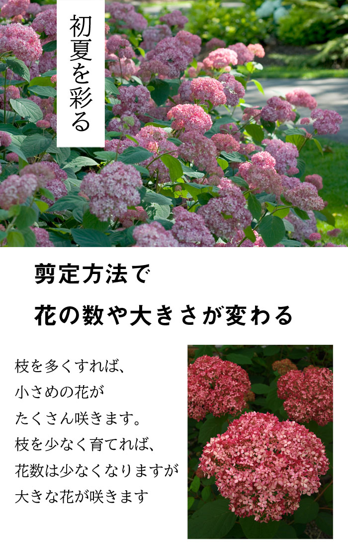 予約商品 早割価格 苗木 落葉樹 植木 １０月中旬より順次発送 花木 庭木 紫陽花 品種