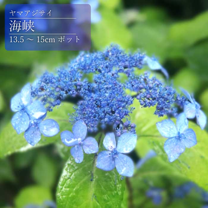 山紫陽花苗 園芸ネット本店｜花木 庭木の苗:ヤマアジサイ（山紫陽花） の商品一覧