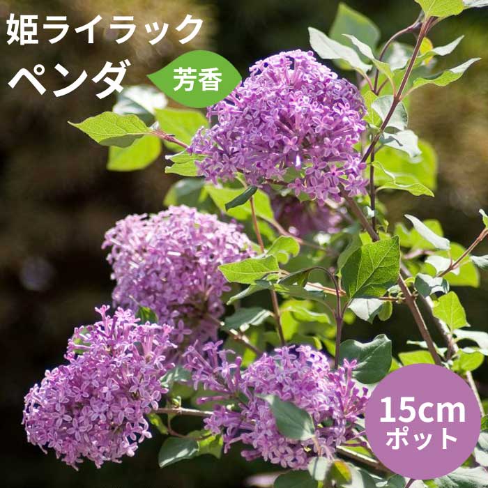 紫陽花 文京区あじさいまつり💠 白山神社⛩️ カラフルな紫陽花が