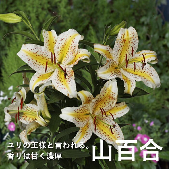 楽天市場】秋植え球根 芳香性【紅すじ改良やまゆり】1球 ヤマユリ