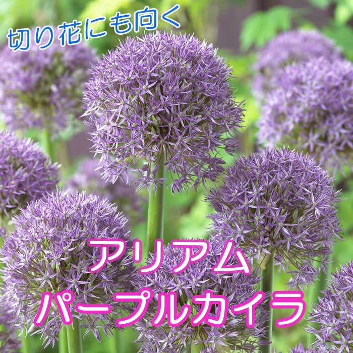 楽天市場】【予約・早割】 アリアム アリウム グローブマスター 球根 1球 ボーダーガーデン 秋植え 花の大和 【10月上旬より順次発送】 :  花の大和 楽天市場店