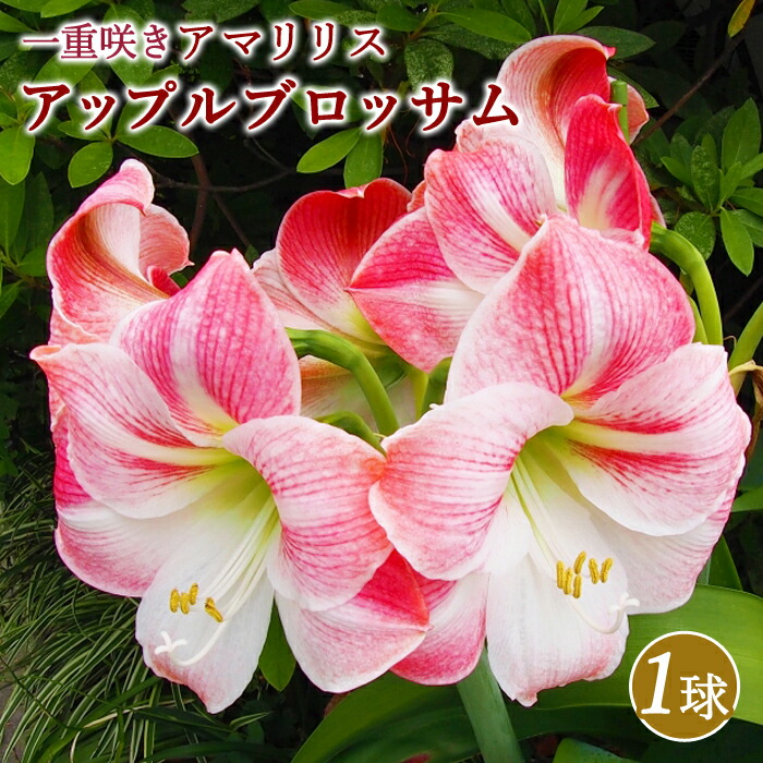 アマリリス 球根 巨大輪 一重咲き 【 アップルブロッサム 】1球 鉢植え