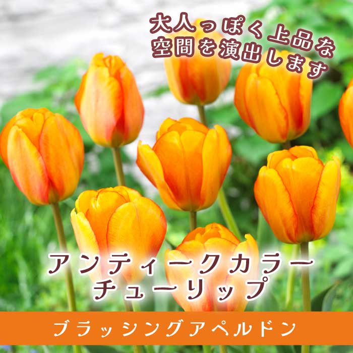 楽天市場】チューリップ 球根 オレンジマーマレード 3球 人気の