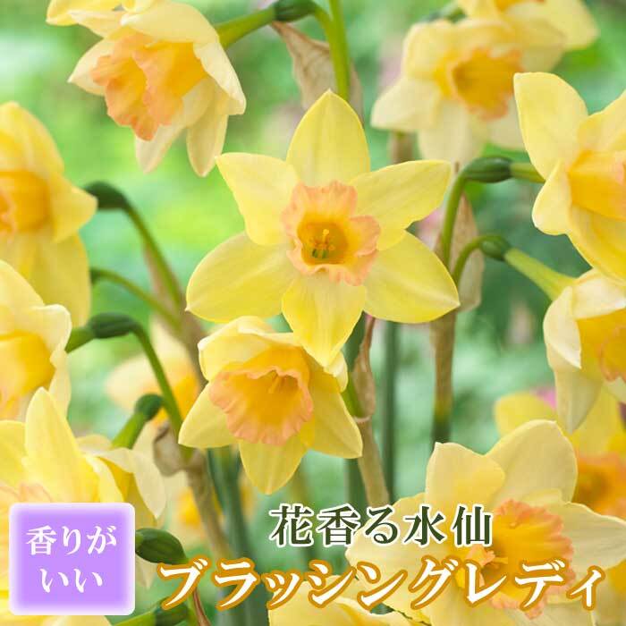 楽天市場】花香る水仙 【日本寒咲き 白花品種】 球根 （2球入
