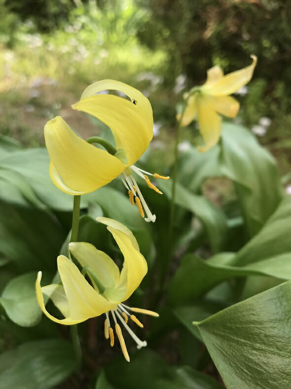 球根 秋植え かたくり エリスロニューム カタクリ 黄花 ４球