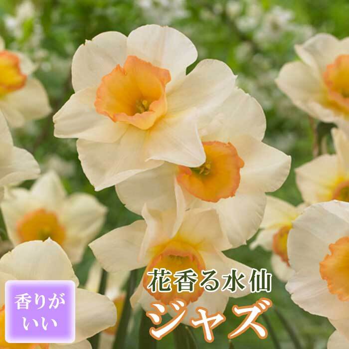楽天市場】【マラソン期間中限定P10倍】【10月上中旬より発送・早割