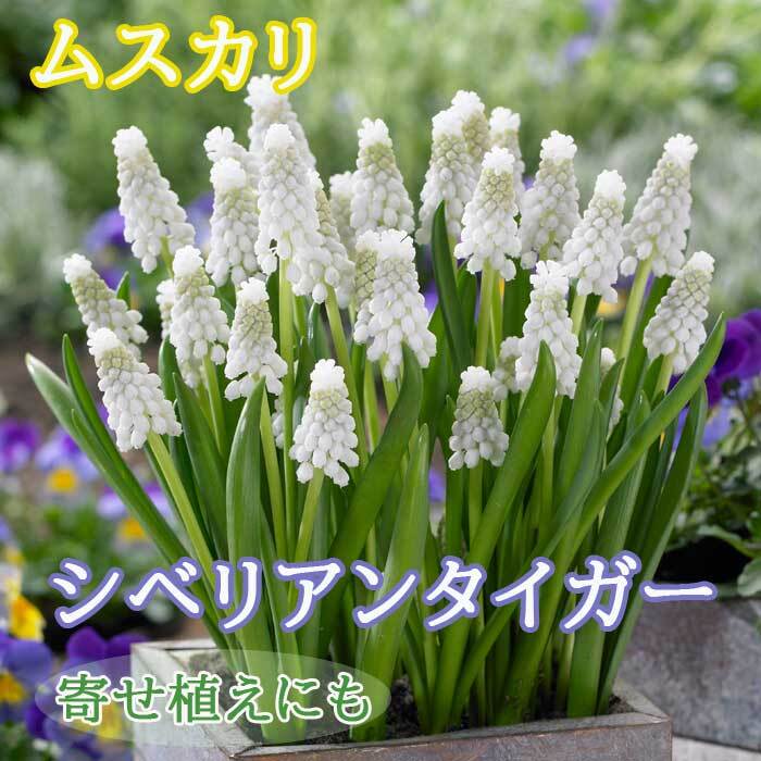 楽天市場】スノードロップ 【 マウントエベレスト 】 球根 3球 秋植え