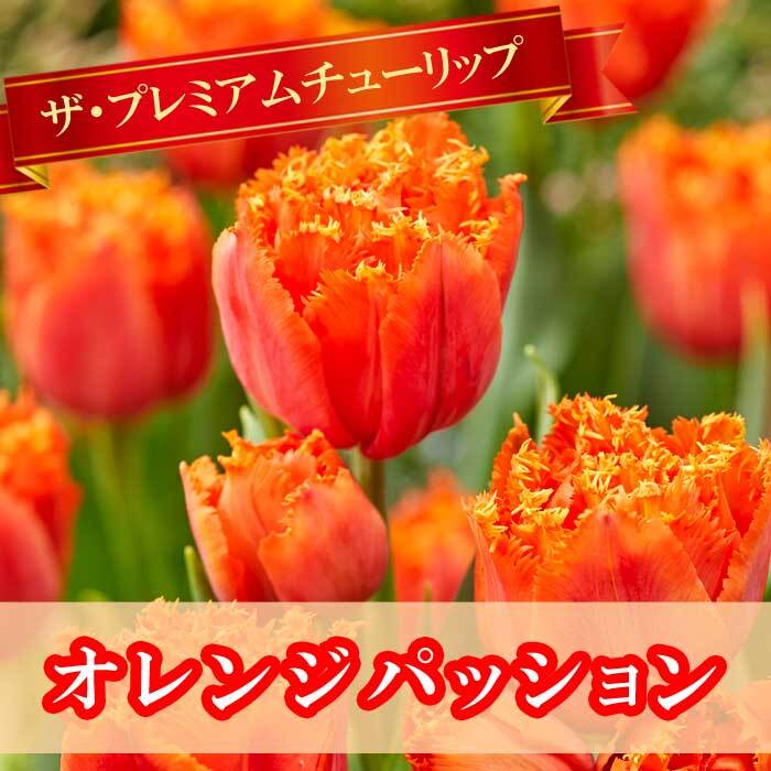 楽天市場】球根 チューリップ 甘色ちゅーりっぷ フルーツポンチ MIX