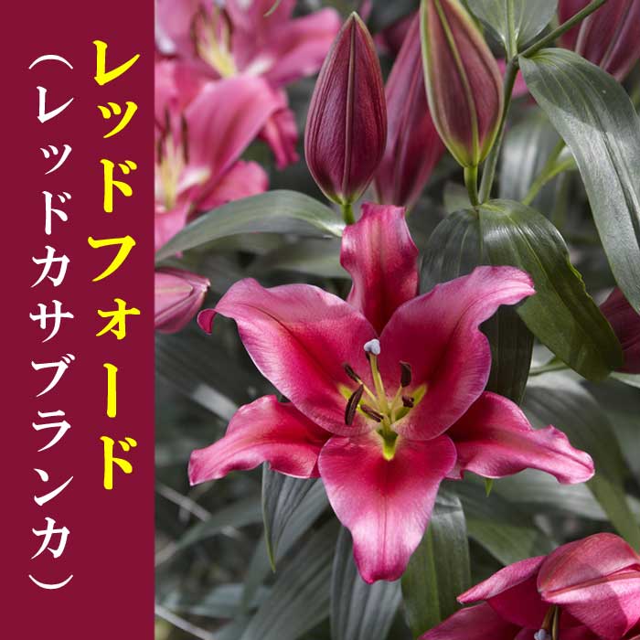 カサブランカの仲間たち◇バンドーム１００球￥3500 オリエンタルリリー超特大球 カサブランカ ホワイト