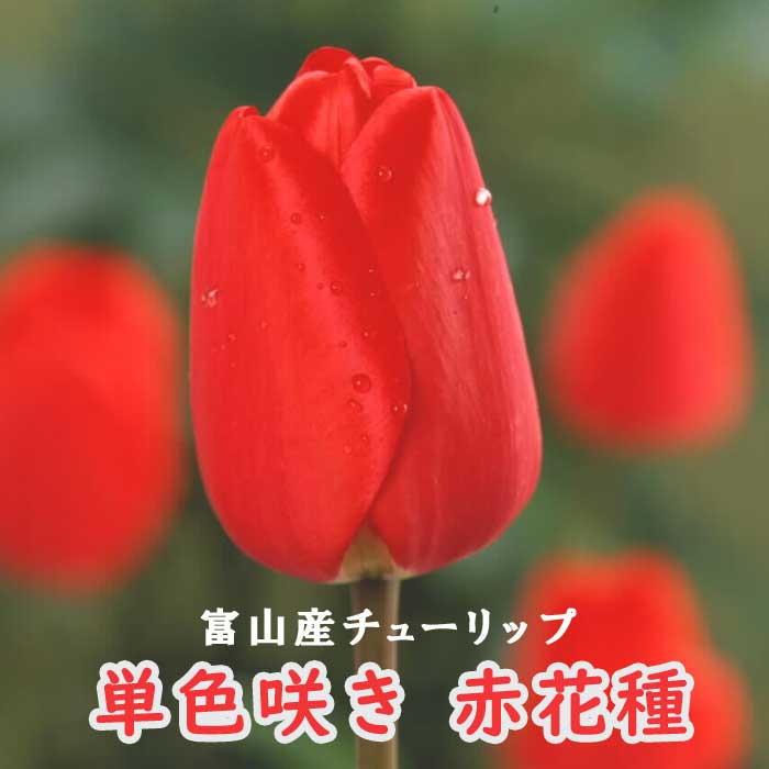 富山県産チューリップ特大球 100球入 オレンジ 楽天市場】チューリップ 球根 とやまレッド 3球 秋植え 富山 富山県産