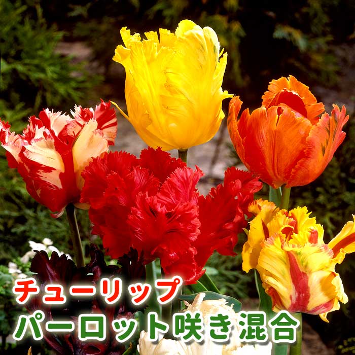 【値下げしました！】チュウリップ il_fullxfull.3631475358_249z.jpg