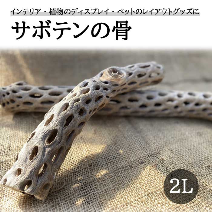 ⭐︎サボテンの骨 ロングサイズ カクタススケルトン⭐︎