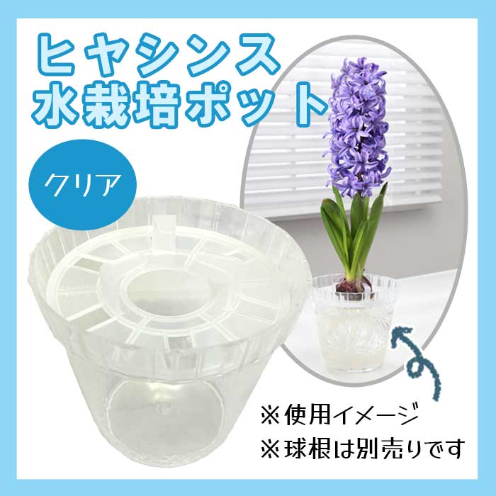 楽天市場】はじめての ヒヤシンス 水栽培 セット 【 球根 + 楽天市場】はじめての ヒヤシンス 水栽培 セット 【 球根 +