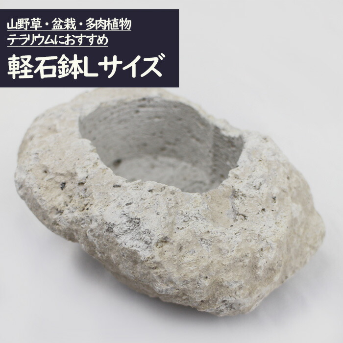 楽天市場】軽石鉢 Sサイズ 苔テラリウム 盆栽 テラリウム アクアリウム