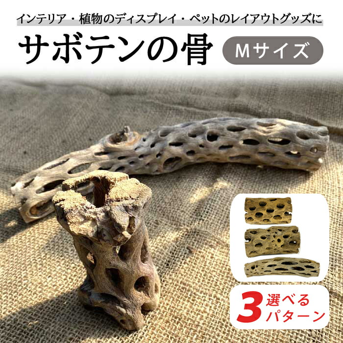 サボテンの骨　インテリア　カクタスウッド　カクタスボーン　ラダー　3本セット 楽天市場】【お買い得】サボテンの骨 3個セット【カクタス
