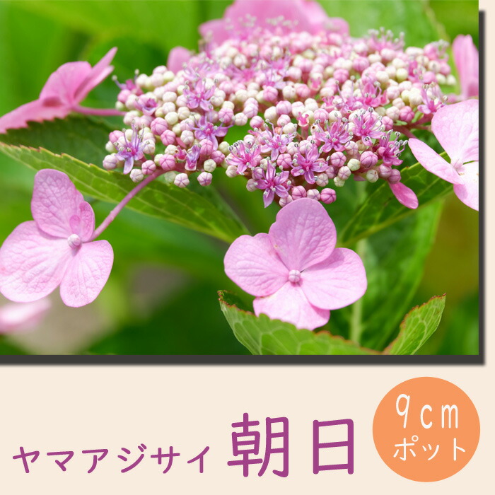 楽天市場】ヤマアジサイ 苗 朝日 ( あさひ ) 9cmロングポット 山