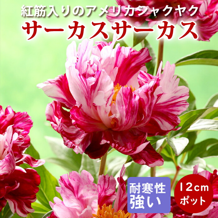 芍薬苗8株(球根のみ) 楽天市場】秋植え球根 芍薬 8〜9芽つき 超特大株 しゃくやく