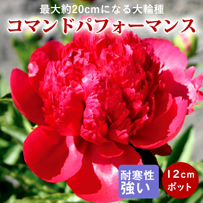 楽天市場】予約販売 ハイブリッド芍薬 苗 開花見込み苗 レモンドリーム