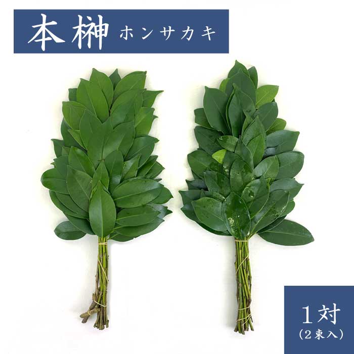 【楽天市場】本榊 榊 本サカキ ホンサカキ 1対(2束入) 神棚 サカキ お祀り 植物 葉 中国産:花の大和 楽天市場店