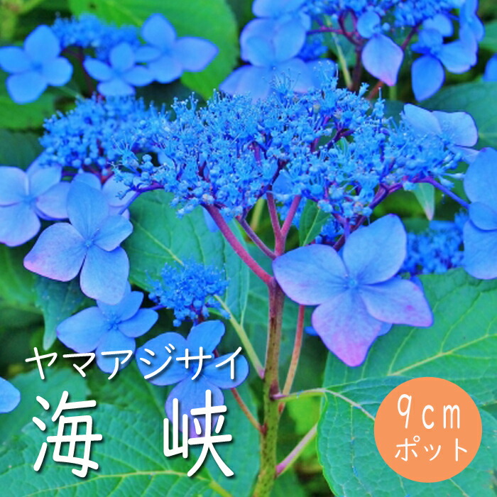 P⑧ヤマアジサイ「おりひめ」9cmポット ポットごと発送 P⑧ヤマアジサイ「おりひめ」9cmポット ポットごと発送 P⑧