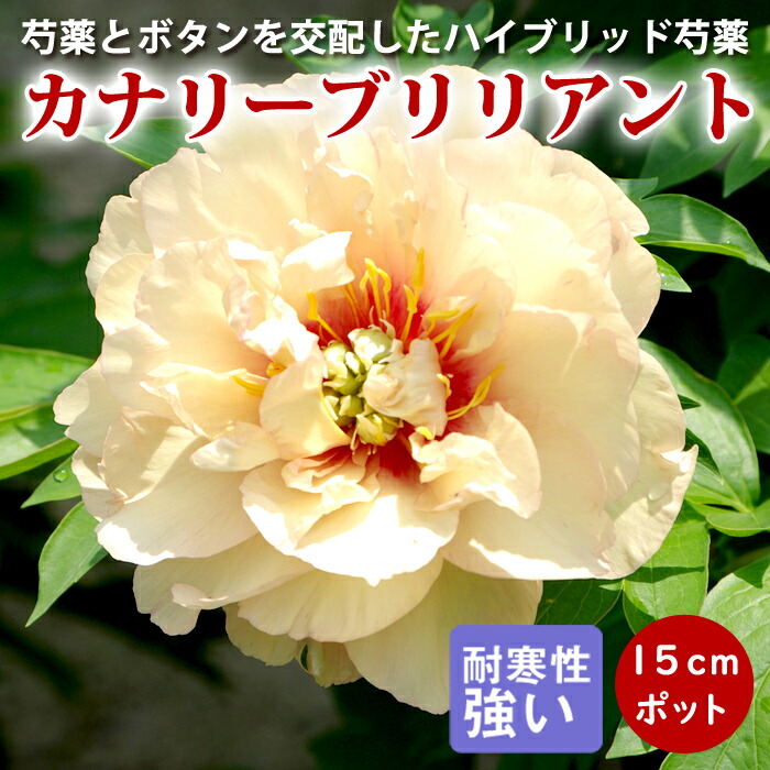 楽天市場】予約販売 ハイブリッド芍薬 苗 開花見込み苗