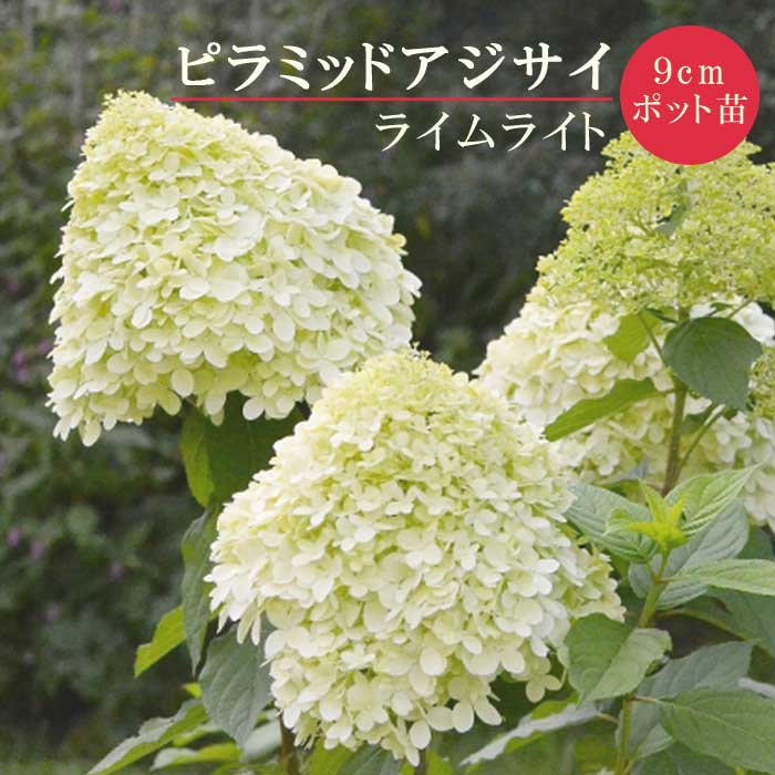 ピラミッドあじさい内容説明ご予約ページ（読む所から） ピラミッドあじさい内容説明ご予約ページ（読む所から）