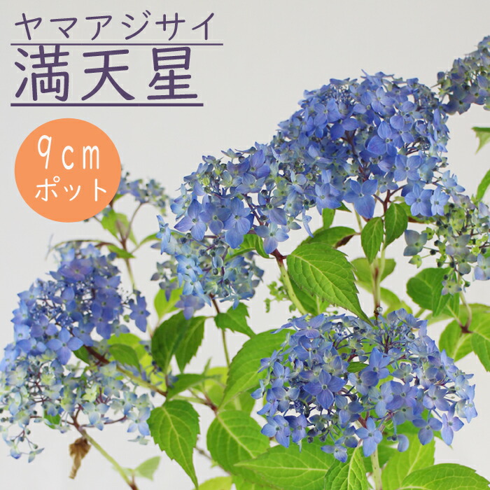 P⑧ヤマアジサイ「おりひめ」9cmポット ポットごと発送 P⑧
