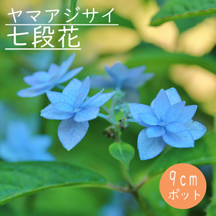 楽天市場】【予約】ヤマアジサイ 海峡 ( かいきょう ) 苗 山アジサイ