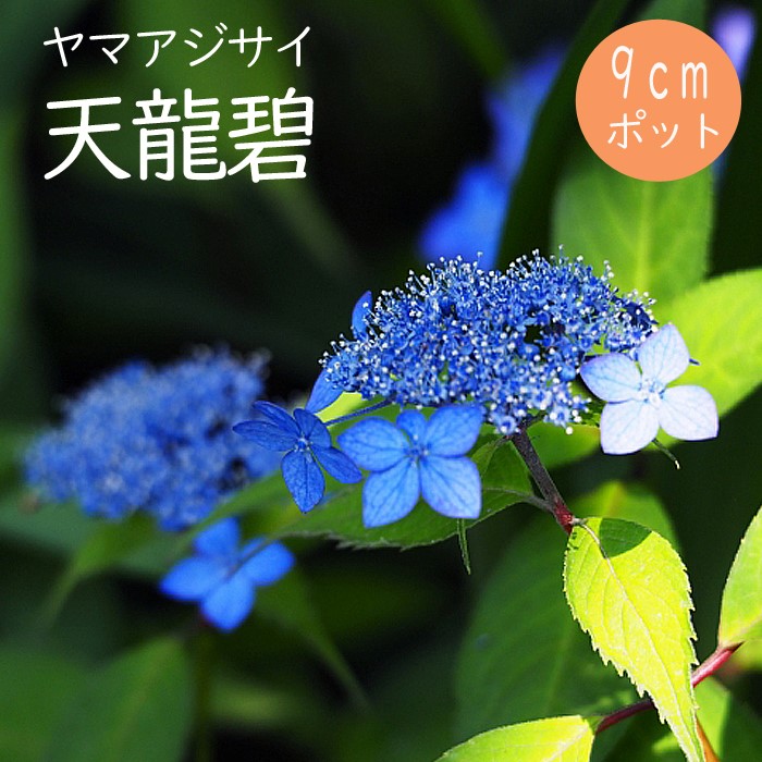 楽天市場】【予約】ヤマアジサイ 海峡 ( かいきょう ) 苗 山アジサイ