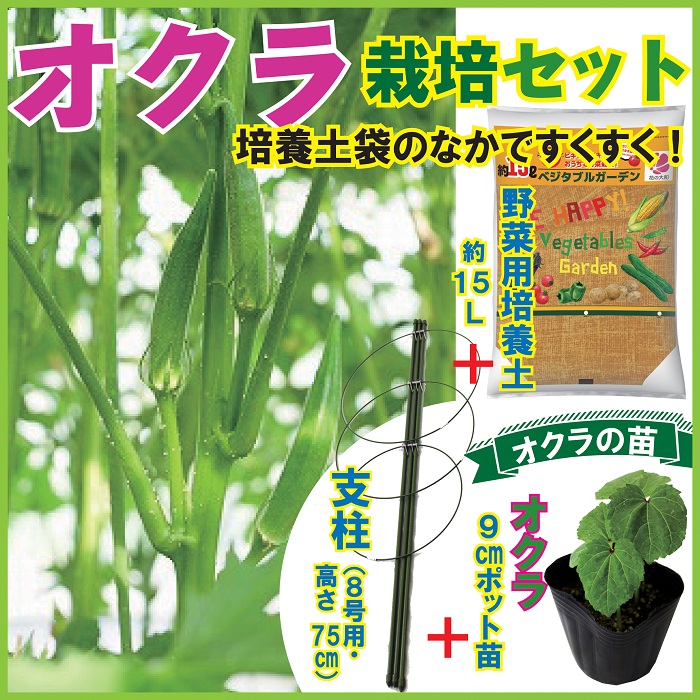 楽天市場 送料無料 オクラ栽培セット 苗と土と支柱の３点セット 自根野菜苗 五角オクラ９ｃｍポット苗 ガーデン培養土１５ｌ ８号用支柱 家庭菜園 ベランダ 栽培キット おうちで栽培 おうちでガーデニング ネバとろ 花の大和 楽天市場店